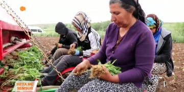 089 – 2018-06-24 – REYA ME_ Gunde_Pisinik_Semsur – SUNUCU MUSTAFA YUKSEL_20_06_2018