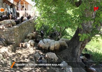 123 – 2018-07-31 – DERSIM’DE YÜNLER KIRPILMAYA BAŞLANDI