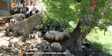 123 – 2018-07-31 – DERSIM’DE YÜNLER KIRPILMAYA BAŞLANDI