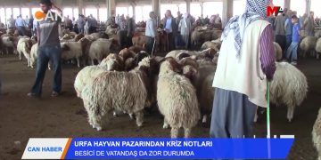 BESİCİ DE VATANDAŞ DA ZOR DURUMDA” – URFA HAYVAN PAZARINDAN KRİZ NOTLARI