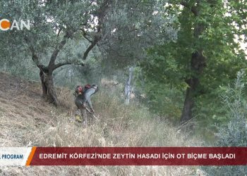 EDREMİT KÖRFEZİ’NDE ZEYTİN HASADI İÇİN OT BİÇME BAŞLADI – 19.08.2018 – Özel program