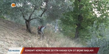 EDREMİT KÖRFEZİ’NDE ZEYTİN HASADI İÇİN OT BİÇME BAŞLADI – 19.08.2018 – Özel program