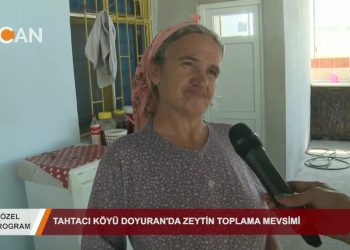TAHTACI ALEVİ KÖYÜ DOYURAN’DA ZEYTİN TOPLAMA MEVSİMİ – ÖZEL PROGRAM