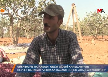 Urfa”da fıstık hasadı – Gelir gideri karşılamıyor