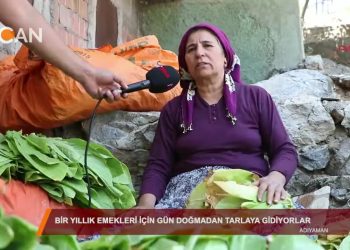 Yaşamın İçinden – Bir yıllık emekleri için gün doğmadan tarlaya gidiyorlar / Adıyaman