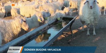 YAYLA – ‘DÜNDEN BUGÜNE YAYLACILIK” – ÖZEL PROGRAM – HAZIRLAYAN ROHAT EMEKCI
