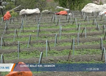 093 – 2019-05- 15 – REYA ME – MUSTAFA YÜKSEL – GUNDE MALE KIR SEMSUR 14.05.2019