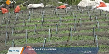 093 – 2019-05- 15 – REYA ME – MUSTAFA YÜKSEL – GUNDE MALE KIR SEMSUR 14.05.2019