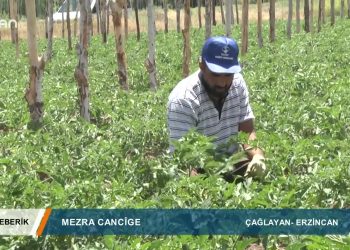 048 – 2019-07-06 – TEBERIK – ALİŞEKER – ERZİNCAN ÇAGLAYAN – MEZRA CANCİGE 05.07.2019