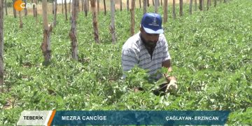 048 – 2019-07-06 – TEBERIK – ALİŞEKER – ERZİNCAN ÇAGLAYAN – MEZRA CANCİGE 05.07.2019