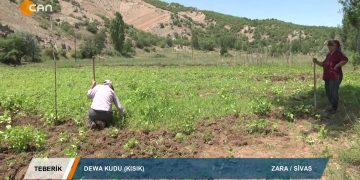 026 – 2019- 10-06 – TEBERİK – ALİŞEKER – DEWA KUDU KISIK – ZARA SİVAS 04.10.2019