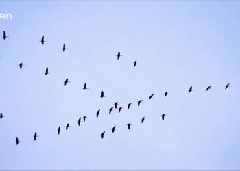 018 – 2019- 11-03 – GUL MUTLU – TURNAM