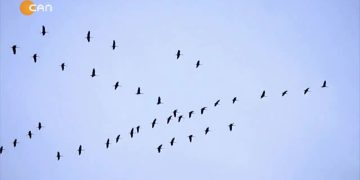 018 – 2019- 11-03 – GUL MUTLU – TURNAM