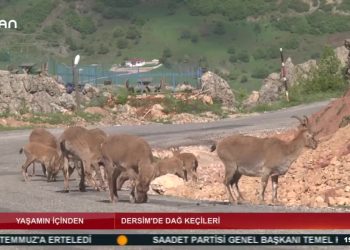 YAŞAMINİÇİNDEN – DERSİM DAG KEÇİLERİ- Z020 – 21.05.2020
