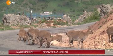 YAŞAMINİÇİNDEN – DERSİM DAG KEÇİLERİ- Z020 – 21.05.2020