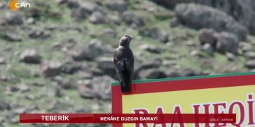 Mekâne Duzgın Bawayi ( Qîsle /Dersim) – Ali Şeker’in sunumuyla Teberik… 28.05.2022