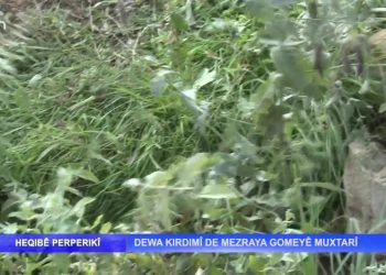 Dewa Kırdımî De Mezraya Gomeyê Muxtarî