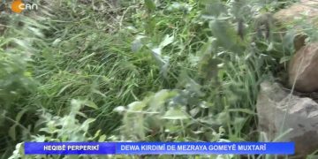 Dewa Kırdımî De Mezraya Gomeyê Muxtarî