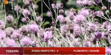 Jiyara Heniyo Pili 2 – Ali Şeker’in sunumuyla Teberik Can Tv’de PLEMORİYE /DERSİM