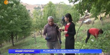 Heqıbê Perperıkî – Pılemurîye De Dewa Pancîrasî