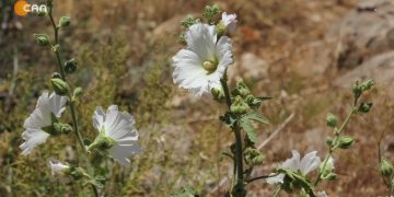 Cemo Doğan’ın Hazırlayıp Sunduğu Nivân Progamı Can Tv’de