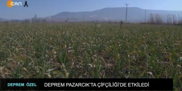 Deprem Özel – Deprem Pazarcık’da Çiftçiliği’de etkiledi