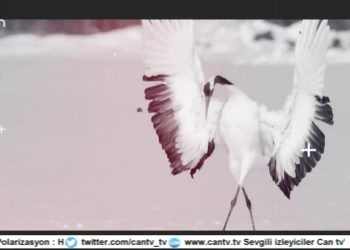 Heqıbê Perperıkî – Gımgım De Gola Xamılpetî