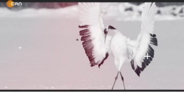 Heqıbê Perperıkî – Gımgım De Gola Xamılpetî