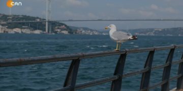 1 Eylül Dünya Barış Günü  1. Bölüm