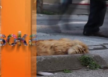 İstanbuk halkına İbb çalışanlarına yapılan teftiş’i sorduk ( SOKAK ) – 14.01.2022