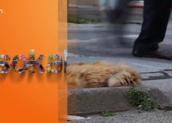 İstanbul Halkına sorduk ‘ Erken Seçimde hangi partiye oy verirdiniz – ( sokak ) -17.01.2022