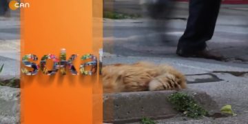 İstanbul Halkına sorduk ‘ Erken Seçimde hangi partiye oy verirdiniz – ( sokak ) -17.01.2022