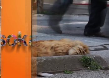 Ankaralılara, Anasınıfına İndirgenen Din Dersini Sorduk ( SOKAK ) sizlerle..19.01.2022