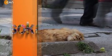 Ankaralılara, Anasınıfına İndirgenen Din Dersini Sorduk ( SOKAK ) sizlerle..19.01.2022