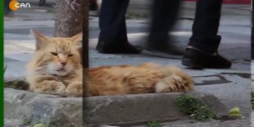 25 Kasım’ı Dersim’li Kadınlara Sorduk..