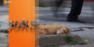 İstanbul Halkına Yerel Seçimleri Sorduk