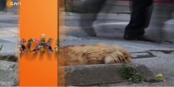 – Adıyaman Halkı Deprem Ve Ekonomik Krizden Dolayı Mağdur
– Sokak Programı CanTV’de