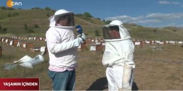 Zara’da Arıcılık Yapan Tek Kadın: Naciye Erkan