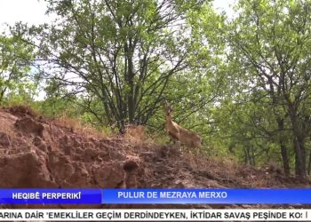 PULUR DE MEZRAYA MERXO – Nuray Atmaca’nın Sunduğu HEQIBE PERPERIKÎ Programı CanTV’de