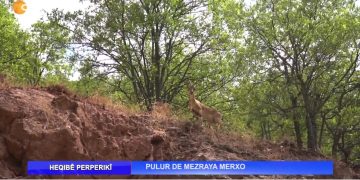 PULUR DE MEZRAYA MERXO – Nuray Atmaca’nın Sunduğu HEQIBE PERPERIKÎ Programı CanTV’de