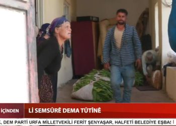 Li Semsûrê Dema Tûtûnê,