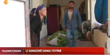 Li Semsûrê Dema Tûtûnê,