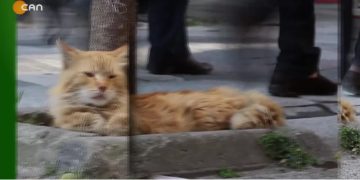 Asgari Ücret Zammı Beklentiyi Karşıladı mı – Sokakta Can TV’de