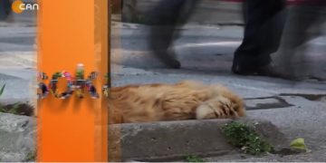 – Emekliler 14 Bin 469 TL ile Nasıl Geçinecek
– Sinem Gündüz İle Sokakta Programı CanTV’de
