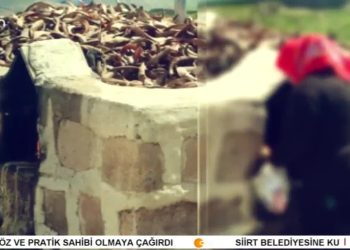 – Aşma Zelzeli Ye Dıyemînî,
– Fintoz Dikme ile Vatîs. Konuk: Mehmet Güzel – Nuştox (Nıweskar)