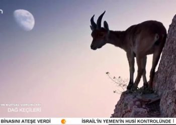 DERSİM’İN KUTSAL VARLIKLARI – DAĞ KEÇİLERİ