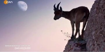 DERSİM’İN KUTSAL VARLIKLARI – DAĞ KEÇİLERİ