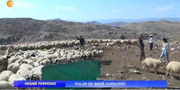 HEQIBÊ PERPERIKÎ – PULUR DE WARÊ HURHURÎKÎ